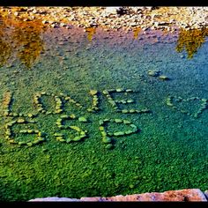 the word love is written in green algae