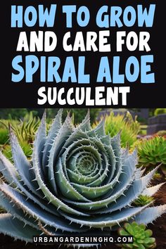 an aloe plant with the title how to grow and care for spiral aloe succulent