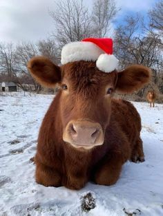 Christmas Animal Aesthetic, Cute Christmas Wigits, Cute Christmas Profile Pictures, Holiday Asthetic Picture, Cowgirl Christmas Wallpaper, Christmas Wallpaper Country, Cow Christmas Wallpaper, Christmas Animal Wallpaper, Christmas Asthetics Photos