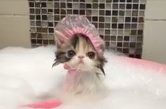 a small kitten wearing a pink hat in the bathtub