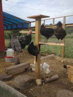 Chickens Reban Ayam, Chicken Pen, Chicken Life, Best Chicken Coop, Chicken Coop Designs, Chicken Garden, Keeping Chickens, Building A Chicken Coop, Chicken Coop Plans