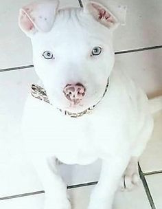 a white dog sitting on top of a tile floor