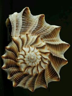 a close up of a shell on a black background