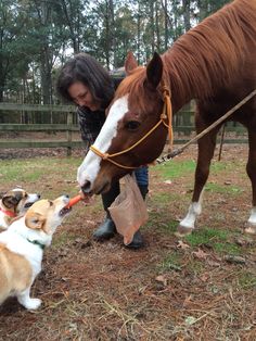 a dog is sniffing the nose of a horse and it's owner, who is holding on to its bridle