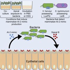 a diagram showing the effects of epithellal cells in humans and their environment