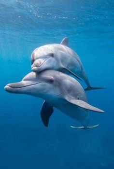 two dolphins swimming in the ocean with a bible verse