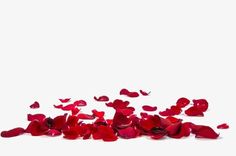 red rose petals are scattered on the floor