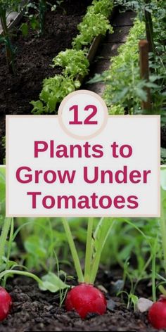 some red radishes are growing in the ground and there is a sign that says 12 plants to grow under tomatoes