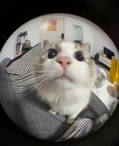 a close up of a cat with big eyes looking at the camera through a fisheye lens