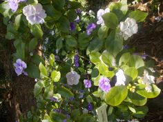 purple and white flowers are growing in the sun