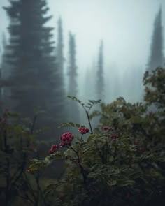 a foggy forest with red flowers in the foreground