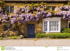 purple wisters growing on the side of a house in england stock photo image