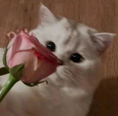 a white cat holding a pink rose in its mouth