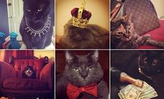 there are many different pictures of cats in the same photo, each with a crown on top