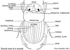 the anatomy of a beetle with labels on its body and parts labeled in text below