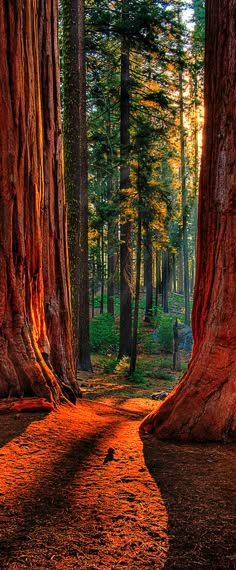 two large trees in the middle of a forest with sunlight coming through them and shadows on the ground