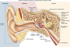 Glossopharyngeal Nerve, Ear Pressure, Ear Anatomy, Heal Thyself, Vestibular System, Facial Nerve, Middle Ear, Ear Infections, Aging Population