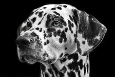 a black and white dalmatian dog with blue eyes