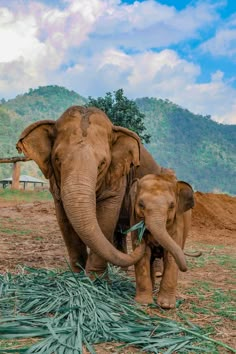 an elephant and its baby are standing together in the grass with mountains in the background