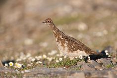 a brown and white bird standing on top of a grass covered field next to rocks