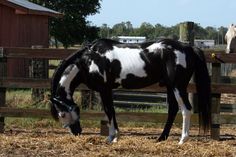 a black and white horse standing next to a wooden fence on top of dry grass