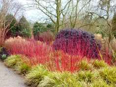 red and green plants line the edge of a path in front of a large rock