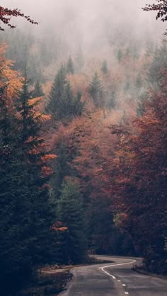 an empty road surrounded by trees in the fall