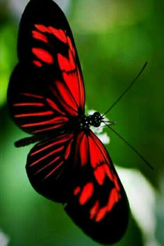 a red and black butterfly sitting on top of green leaves