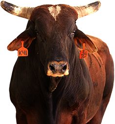 a brown bull with horns and tags on its ears is standing in front of a black background