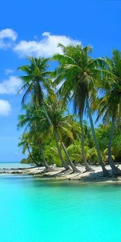 palm trees on an island in the middle of the ocean with clear blue water and white sand