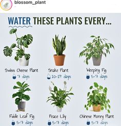 there are many different types of plants in pots