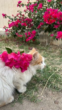 an orange and white cat with pink flowers on it's head sitting in the grass