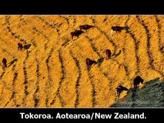 cattle are grazing in the dry grass on a sunny day with text overlay that reads tokoroa, aoteaka / new zealand / new zealand