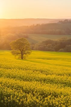 the sun shines brightly over a field of yellow flowers and trees in the distance