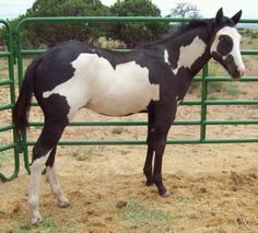 a black and white horse standing in front of a green fence with hay on the ground