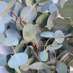 some green leaves and red stems on a white surface