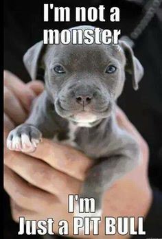 a puppy is being held in the palm of someone's hand, and it says i'm not a monster im just a pit bull