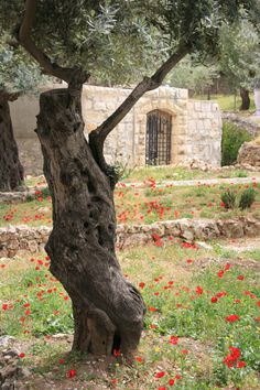 an old olive tree with red flowers in the foreground