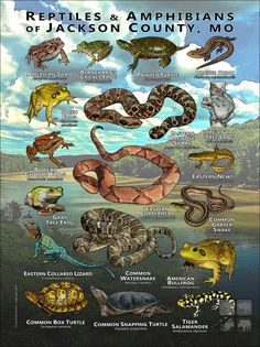 the reptiles and amphians of jackson county, mo poster is shown