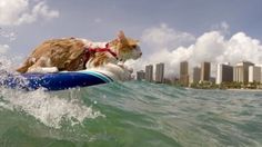 two dogs and a cat are riding on surfboards in the ocean with city skylines behind them