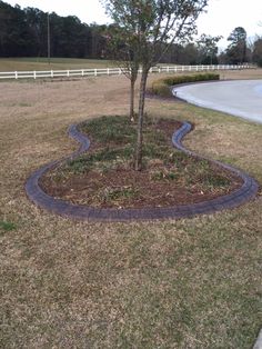 a small tree sitting in the middle of a patch of grass next to a road