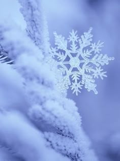 a snowflake is shown in the middle of winter