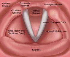 This is your instrument... you only get one! Speech Language Pathology ...