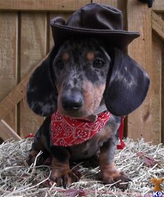 a dachshund puppy wearing a hat and bandana