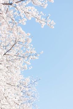 the trees are blooming with white flowers in front of a blue cloudless sky