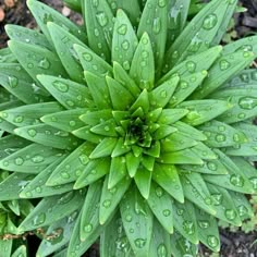 a green flower with drops of water on it