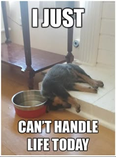 a dog laying on the ground next to a bowl with food in it and caption that reads, i just can't handle life today