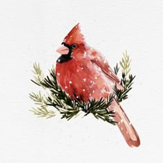 Cardinal with Snow II Poster Print - Emma Caroline-VARPDX170907Z Image 1 Cardinal Watercolor Painting, Cardinal Watercolor, Painters Studio, Cardinal Christmas, Watercolor Birds, Watercolor Ideas, Watercolor Bird, Stock Paper, Watercolor Animals