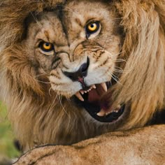 a lion with it's mouth open showing teeth