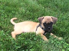 a small brown dog laying in the grass